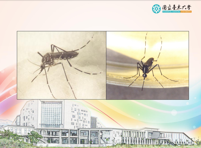 登革熱簡介及防疫圖片