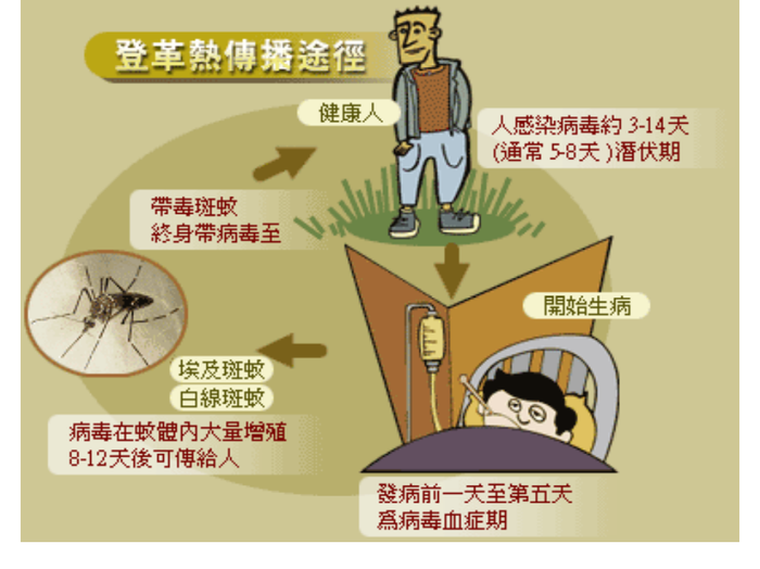 登革熱簡介及防疫圖片