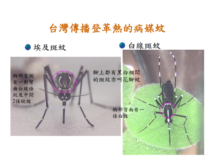 登革熱簡介及防疫圖片