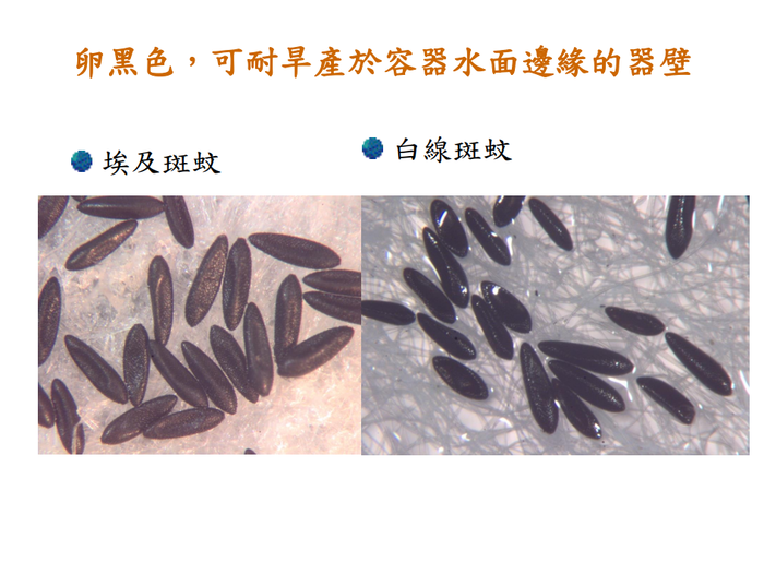 登革熱簡介及防疫圖片