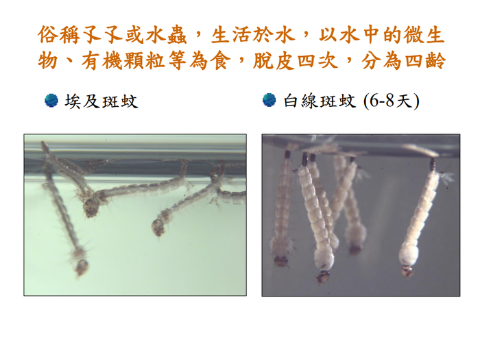 登革熱簡介及防疫圖片