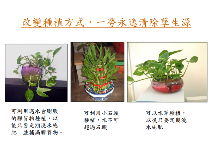 登革熱簡介及防疫圖片
