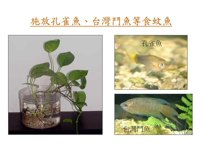 登革熱簡介及防疫圖片