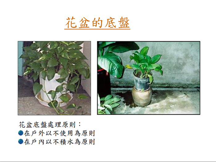 登革熱簡介及防疫圖片