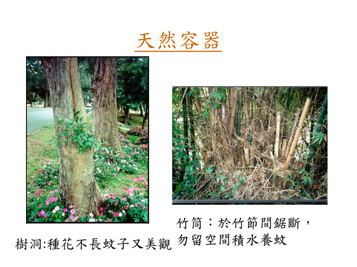 登革熱簡介及防疫圖片